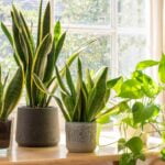 Alternativas sostenibles para el exceso de recursos en plantas