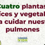 Beneficios del gordolobo: remedio natural para respiración y expectoración