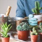Cuidado de suculentas en interiores: consejos para mantener tus plantas sanas y felices