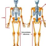 Descubre cómo el esqueleto humano se renueva por completo cada 10 años