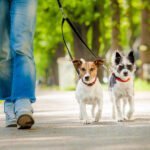 Descubre las actividades recreativas más populares para mascotas