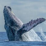 Descubre los fascinantes cantos cambiantes de las ballenas jorobadas