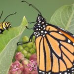 Descubre los fascinantes ojos de las orugas: ¡tienen 12!