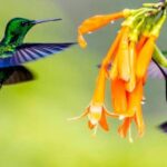 El sorprendente tamaño del corazón del colibrí: ¡su órgano más grande!