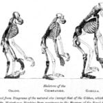 La teoría de la evolución de Darwin: la explicación científica del origen de las especies
